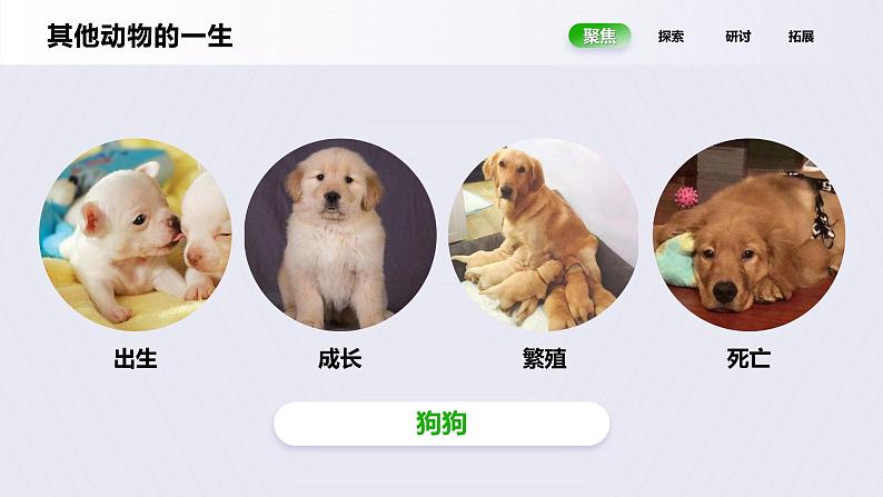 教科版(2017)科学三年级下册2.8《动物的一生》课件PPT+教案+练习04
