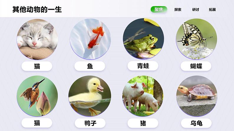 教科版(2017)科学三年级下册2.8《动物的一生》课件PPT+教案+练习05