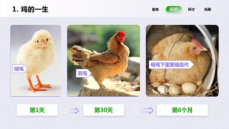 教科版(2017)科学三年级下册2.8《动物的一生》课件PPT+教案+练习07
