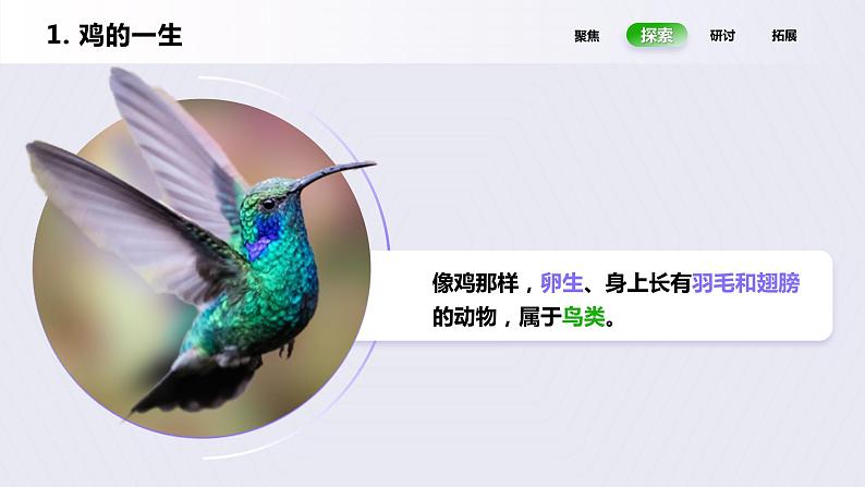 教科版(2017)科学三年级下册2.8《动物的一生》课件PPT+教案+练习08