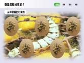教科版(2017)科學(xué)三年級下冊2.7《動物的繁殖》課件PPT+教案+練習(xí)