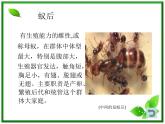 教科小学科学三上《2.5、蚂蚁》PPT课件(9)