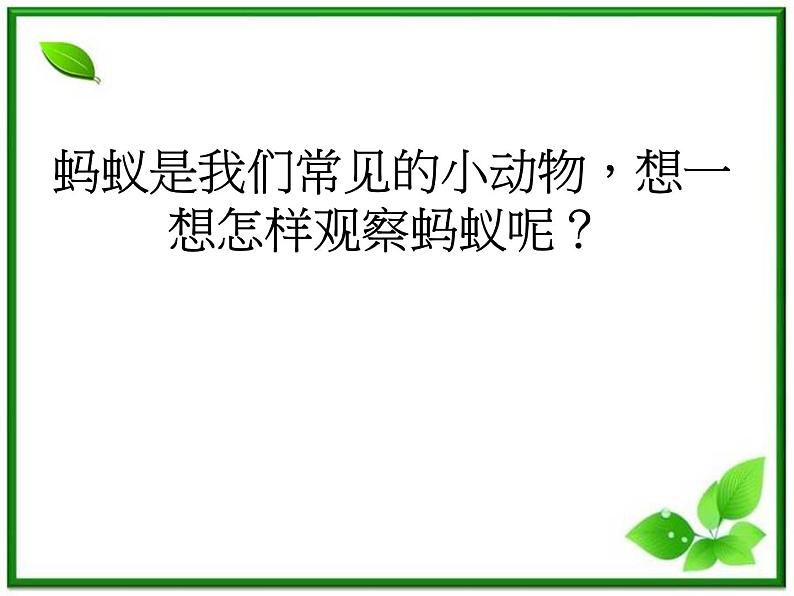 教科小学科学三上《2.5、蚂蚁》PPT课件(11)06