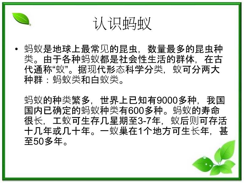 教科小学科学三上《2.5、蚂蚁》PPT课件(11)08