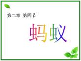 教科小学科学三上《2.5、蚂蚁》PPT课件(14)