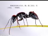 教科小学科学三上《2.5、蚂蚁》PPT课件(14)
