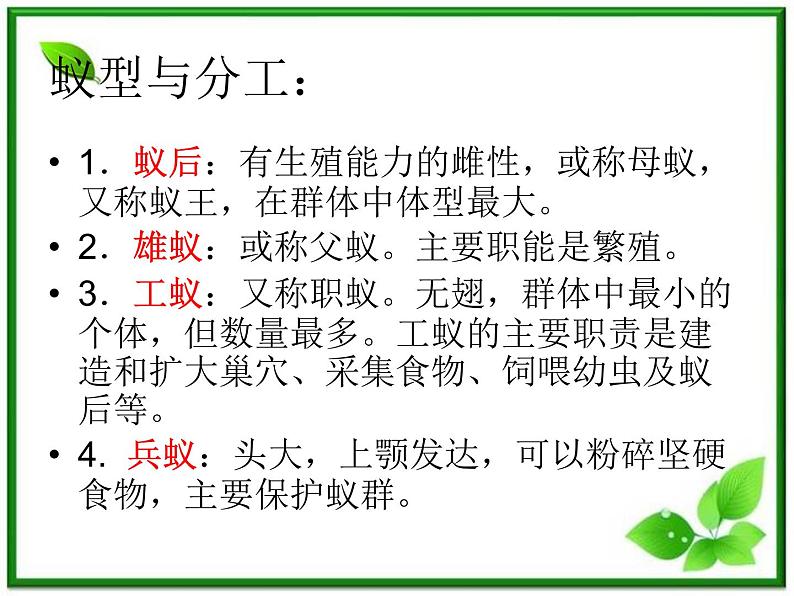 教科小学科学三上《2.5、蚂蚁》PPT课件(13)05