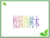 教科小学科学三上《1.2、校园的树木》PPT课件(16)