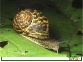 教科小学科学三上《2.2、蜗牛（一）》PPT课件(10)