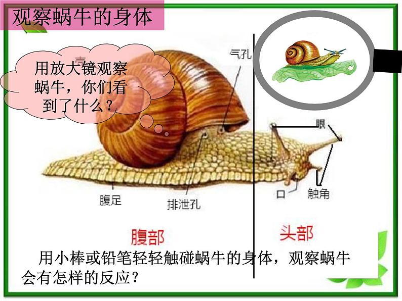 教科小学科学三上《2.2、蜗牛（一）》PPT课件(10)第7页