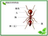 教科小学科学三上《2.5、蚂蚁》PPT课件(12)