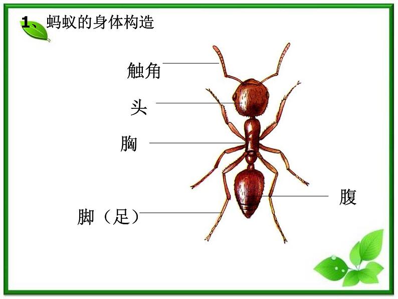 教科小学科学三上《2.5、蚂蚁》PPT课件(12)第4页