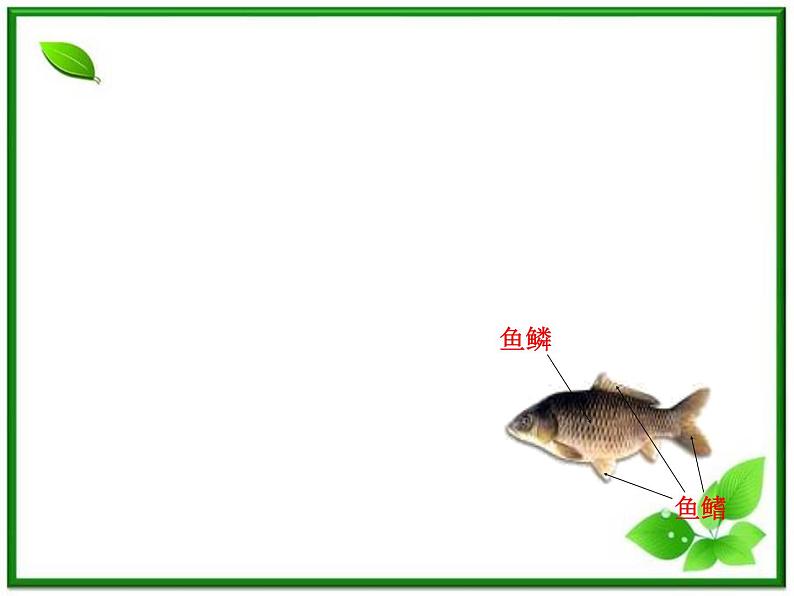 教科小学科学三上《2.6、金鱼》PPT课件(9)04