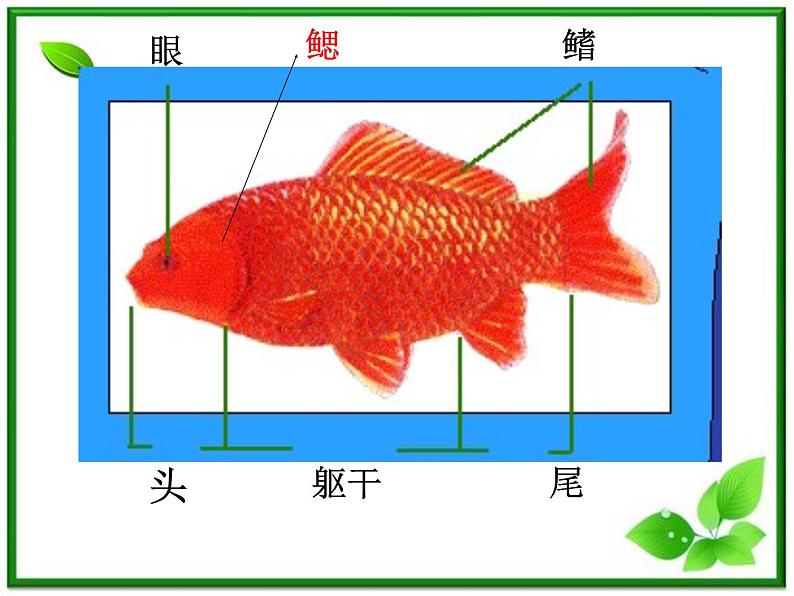 教科小学科学三上《2.6、金鱼》PPT课件(9)05