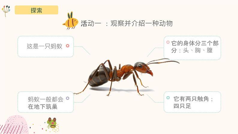 教科版(2017)科学一年级下册2.1《我们知道的动物》课件PPT+教案+同步练习06