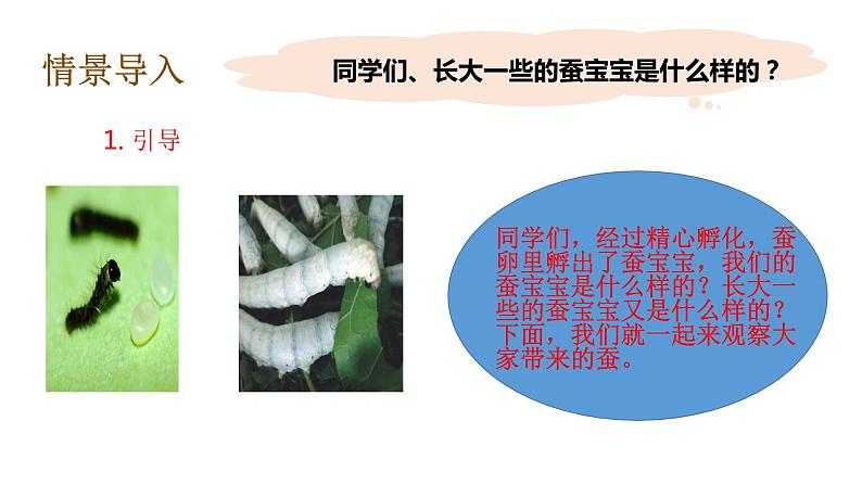 教科版(2017秋）三年级科学下册2.3蚕长大了（课件38张ppt+素材)第8页