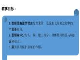教科版(2017秋）三年級科學(xué)下冊2.4蠶變了新模樣（課件43張ppt+素材)