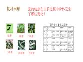 教科版(2017秋）三年級科學(xué)下冊2.4蠶變了新模樣（課件43張ppt+素材)