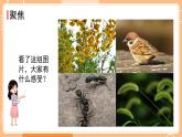 新教科版科學(xué)六下 2.1 校園生物大搜索 課件PPT+視頻素材