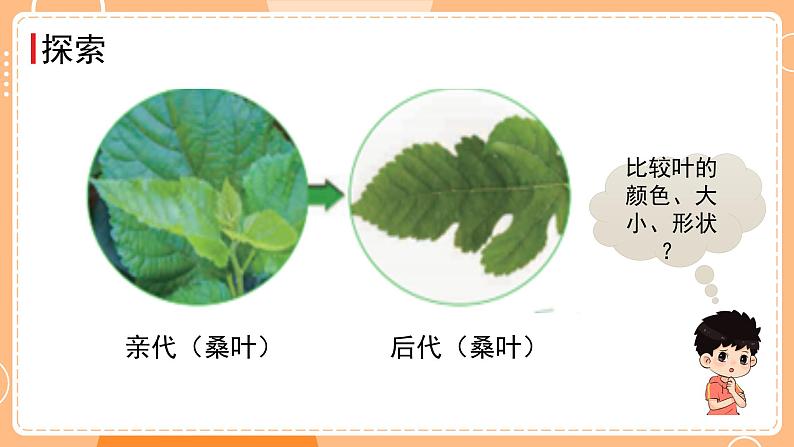 新教科版科学六下 2.3 形形色色的植物 课件PPT+视频素材05