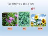 种子发芽实验PPT课件免费下载