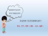种子发芽实验PPT课件免费下载