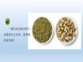 种子发芽实验PPT课件免费下载