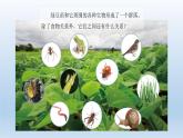 设计和制作生态瓶PPT课件免费下载