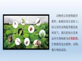 设计和制作生态瓶PPT课件免费下载