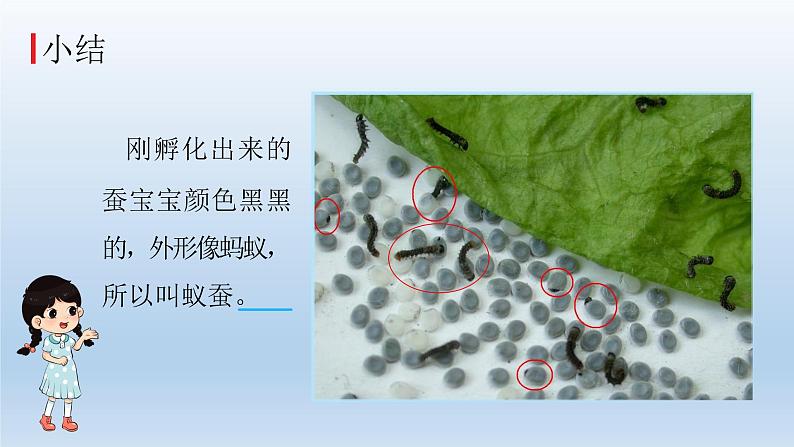 小学科学教科版三年级下册第二单元第1课《迎接蚕宝宝的到来》课件5（2022新版）第6页