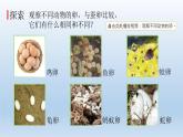 认识其他动物的卵PPT课件免费下载