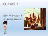 小学科学教科版三年级下册第二单元第8课《动物的一生》课件5（2022新版）