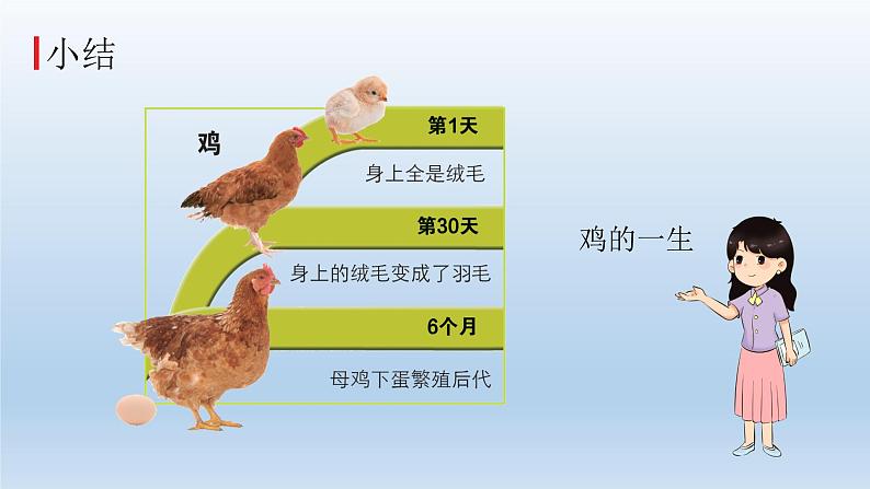 小学科学教科版三年级下册第二单元第8课《动物的一生》课件5（2022新版）第6页
