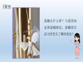 茧中钻出了蚕蛾PPT课件免费下载
