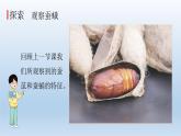 茧中钻出了蚕蛾PPT课件免费下载