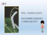 蚕长大了PPT课件免费下载
