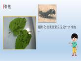 蚕长大了PPT课件免费下载