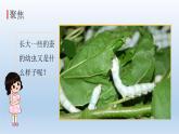 蚕长大了PPT课件免费下载