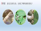 蚕长大了PPT课件免费下载