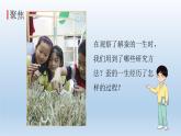 小学科学教科版三年级下册第二单元第6课《蚕的一生》课件5（2022新版）