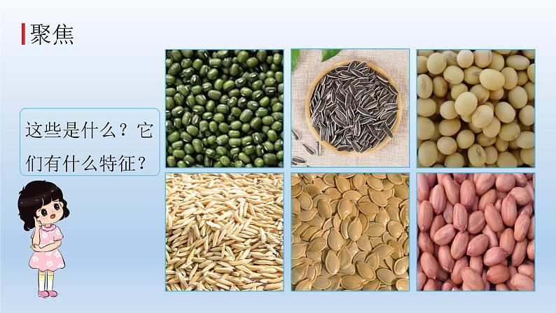 小学科学教科版四年级下册第一单元第1课《种子里孕育着新生命》课件5（2022新版）02