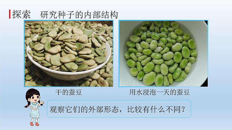 小学科学教科版四年级下册第一单元第1课《种子里孕育着新生命》课件5（2022新版）06