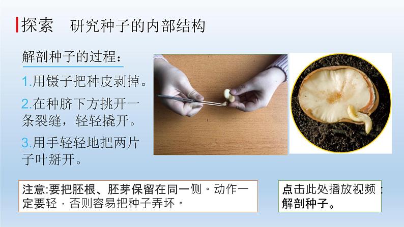 小学科学教科版四年级下册第一单元第1课《种子里孕育着新生命》课件5（2022新版）07