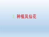 种植凤仙花PPT课件免费下载
