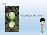 种植凤仙花PPT课件免费下载