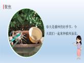 种植凤仙花PPT课件免费下载
