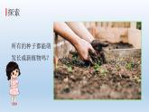 种植凤仙花PPT课件免费下载