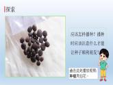 种植凤仙花PPT课件免费下载