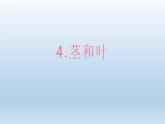 茎和叶PPT课件免费下载