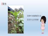 茎和叶PPT课件免费下载